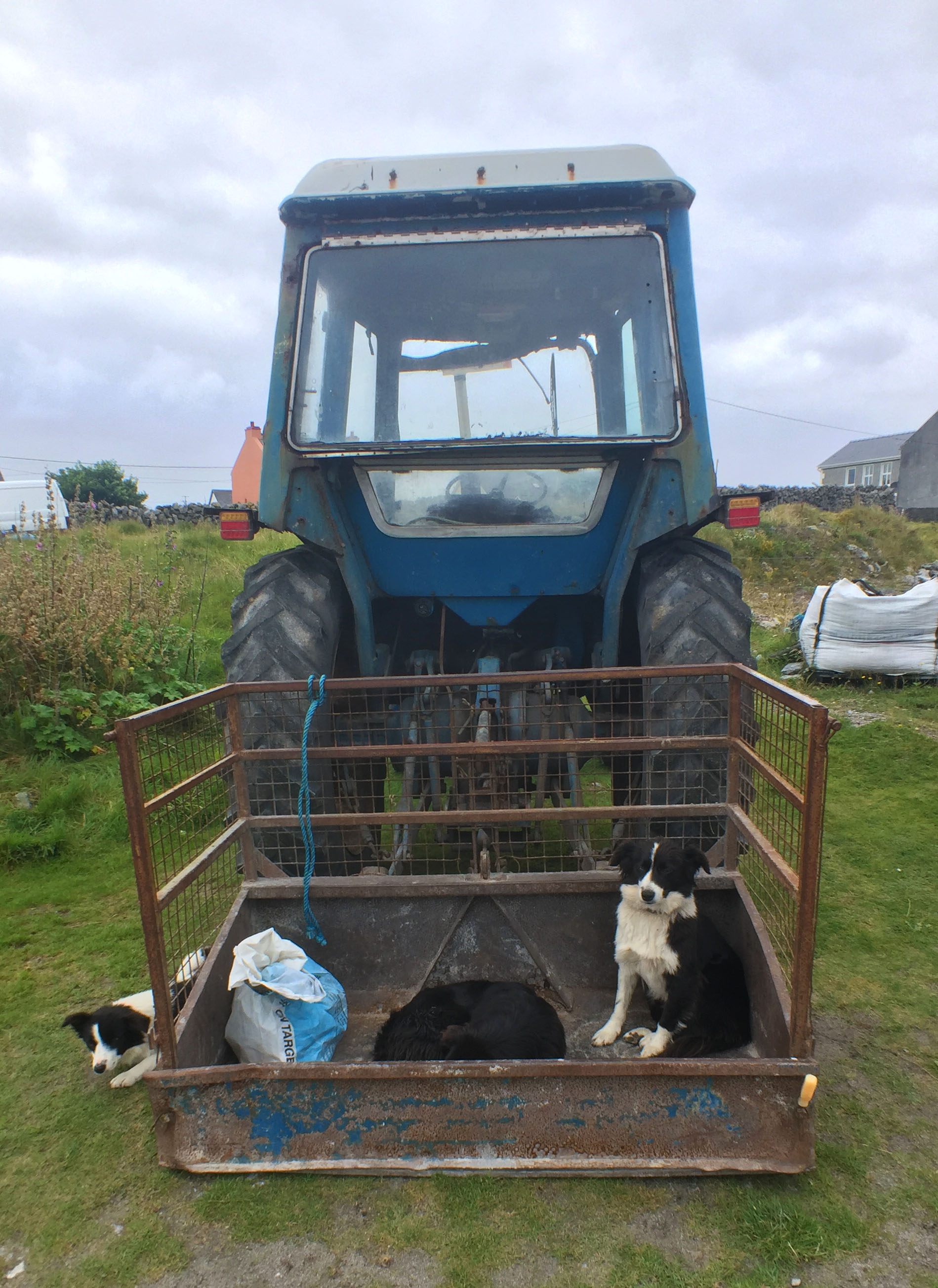 dogs-in-truck-gallery